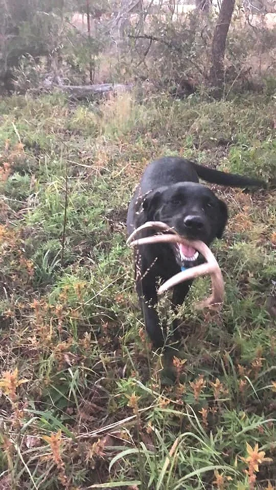 A fun side to nose work skills is shed finding found in our Elective training program