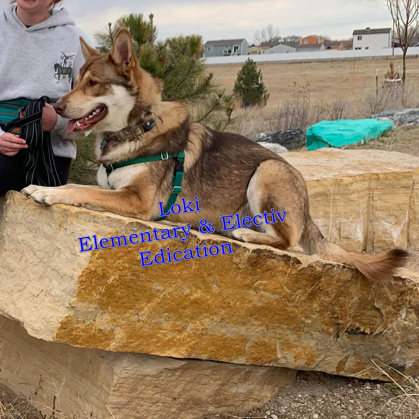 Loki elementary and Elective.jpg