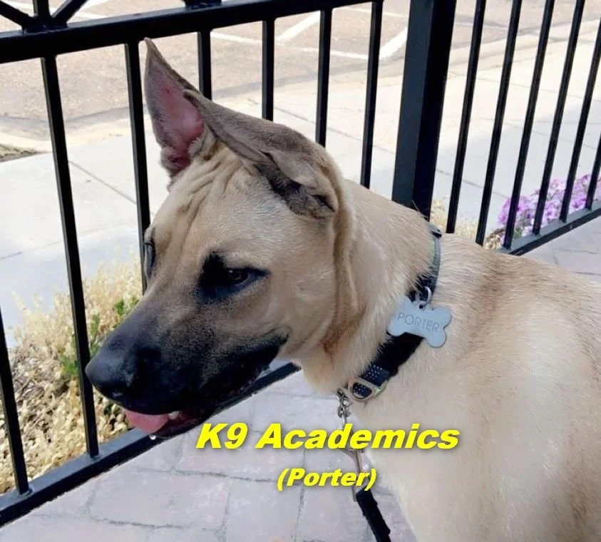 Porter, at a local pub. Porter went through our Elementary training program.