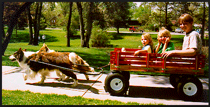 Brav and Coffy pulling my 3 of my kids. Carting offered in our Elective training. 