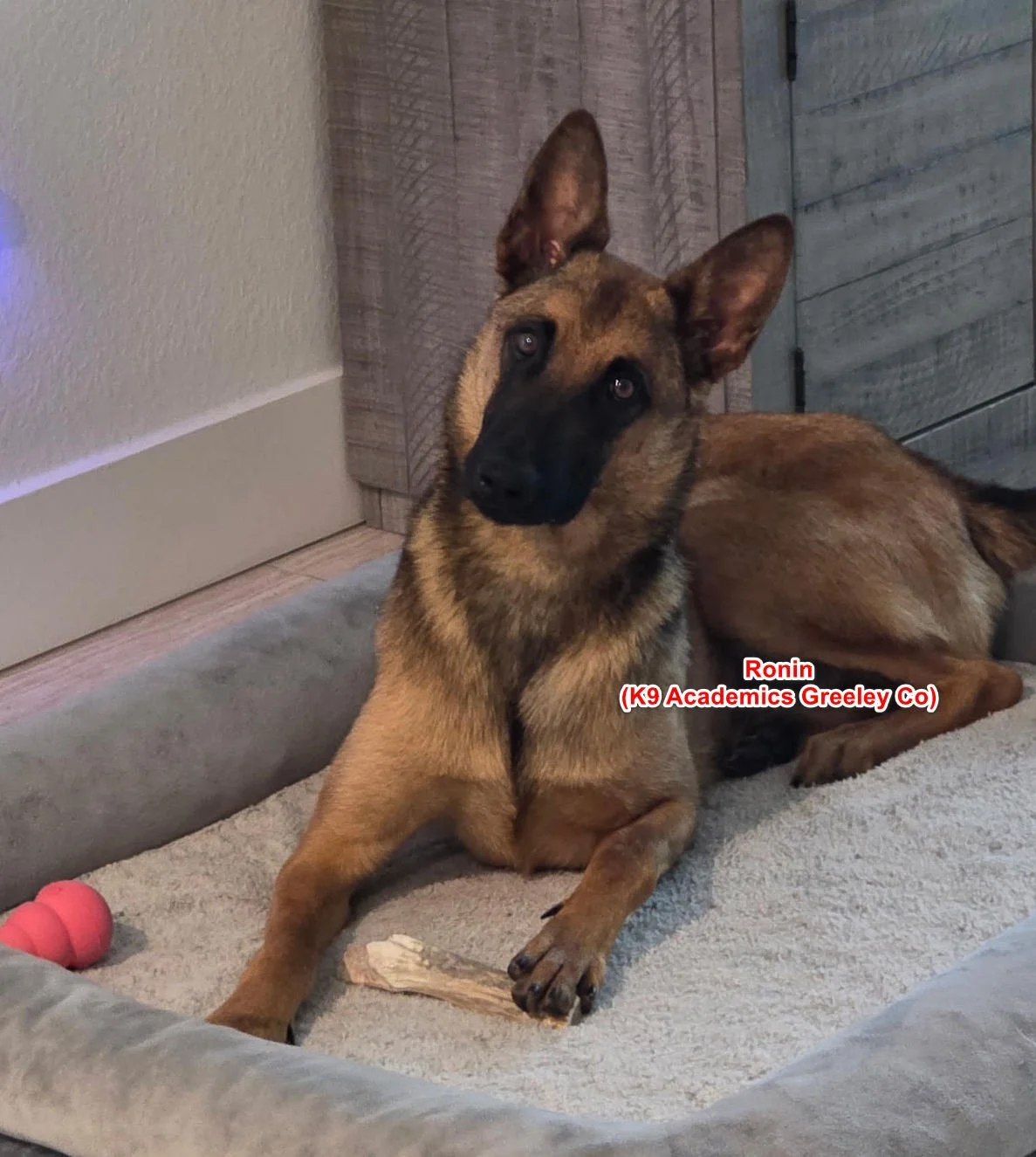 Ronin, Belgian Malinois, as a puppy he started our Head Start program and is a great dog.