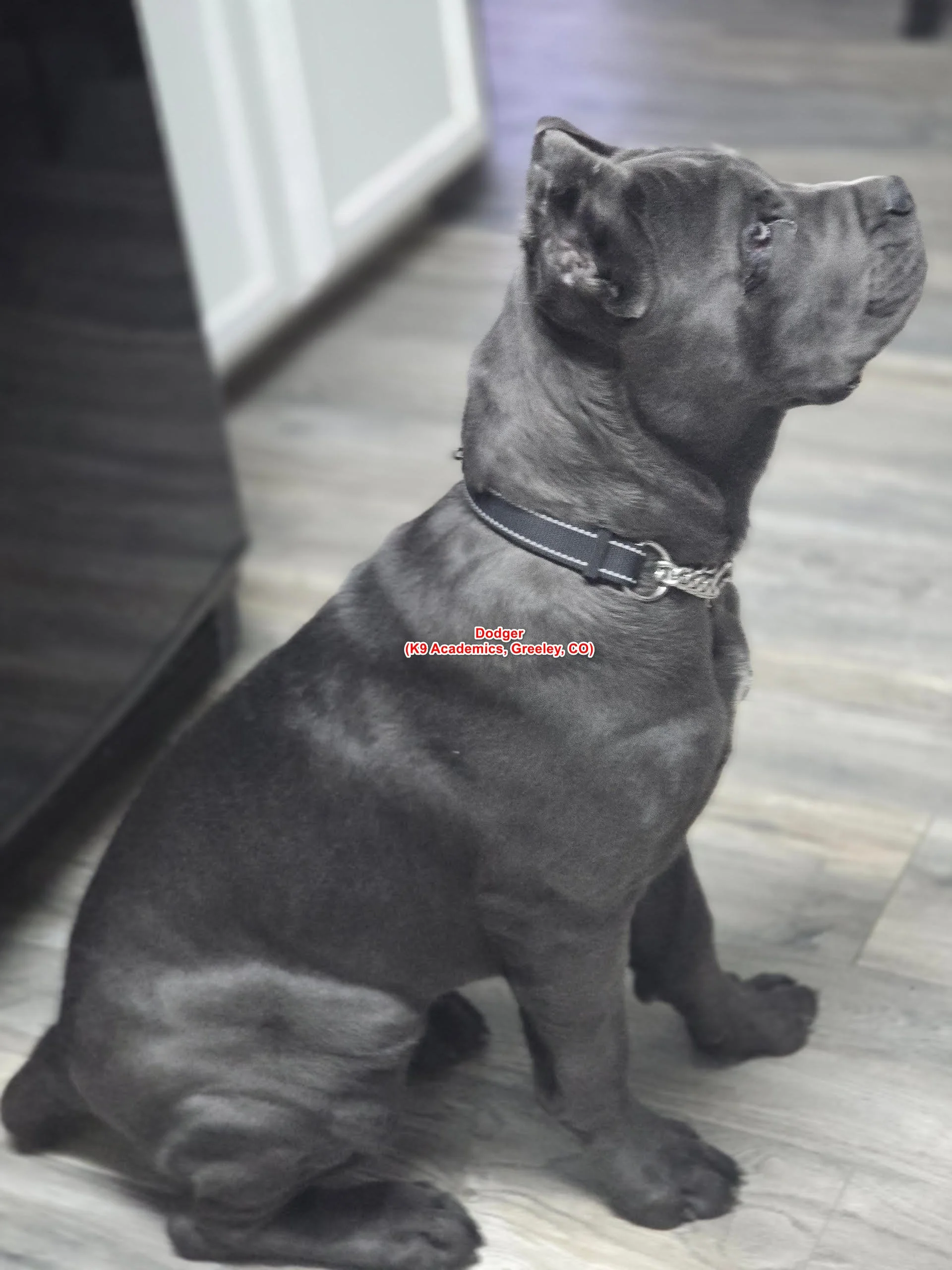 Dodger, Cane Corso, began our Headstart program improving on an already wonderful family dog. 