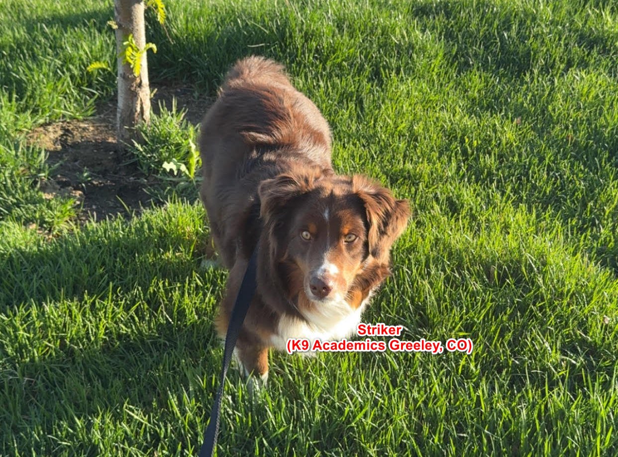 Striker began in the Elementary Program and added then began a running program with owner