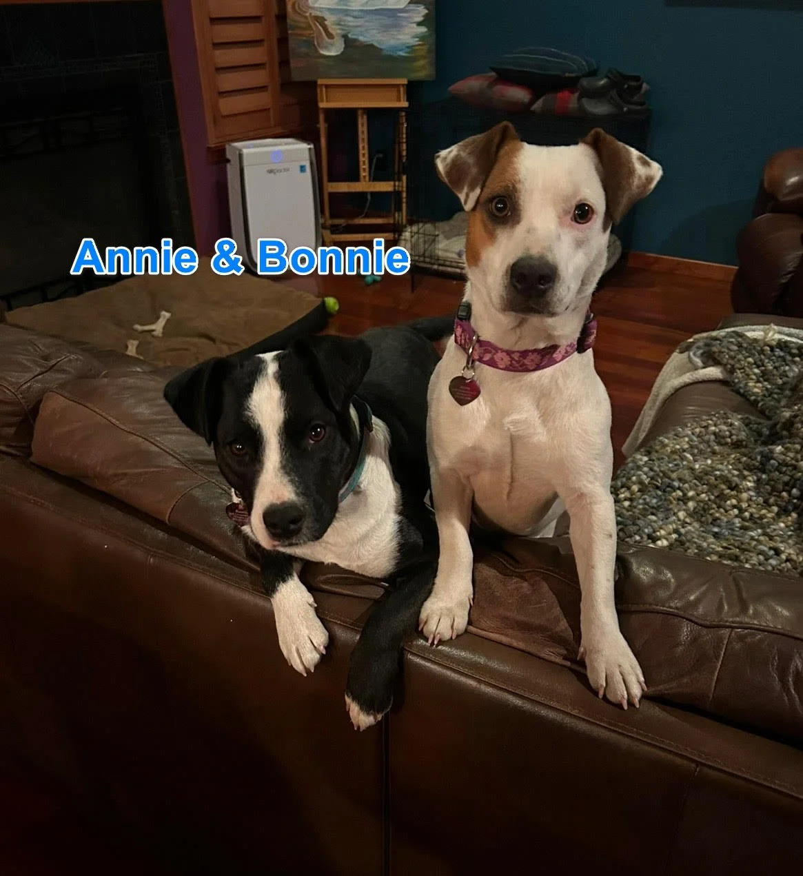 Terrier mixes, Annie and Bonnie