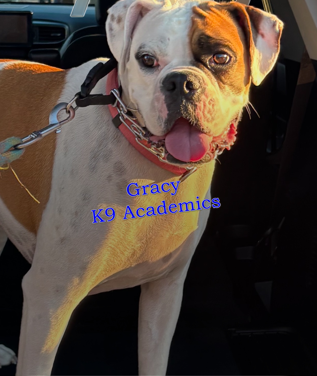gracy k9 academics.png