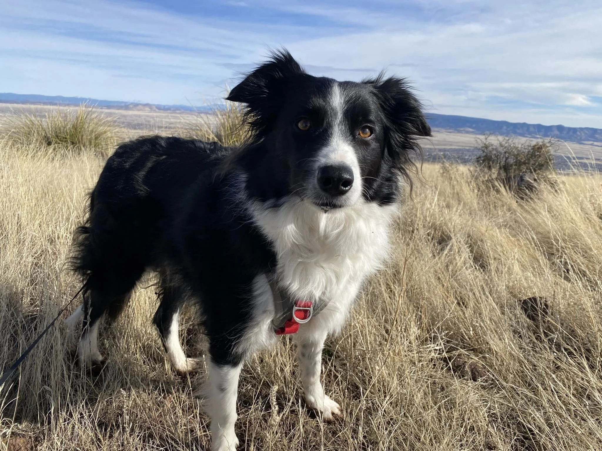 Lacy, an avid hiking dog, see our elective programs