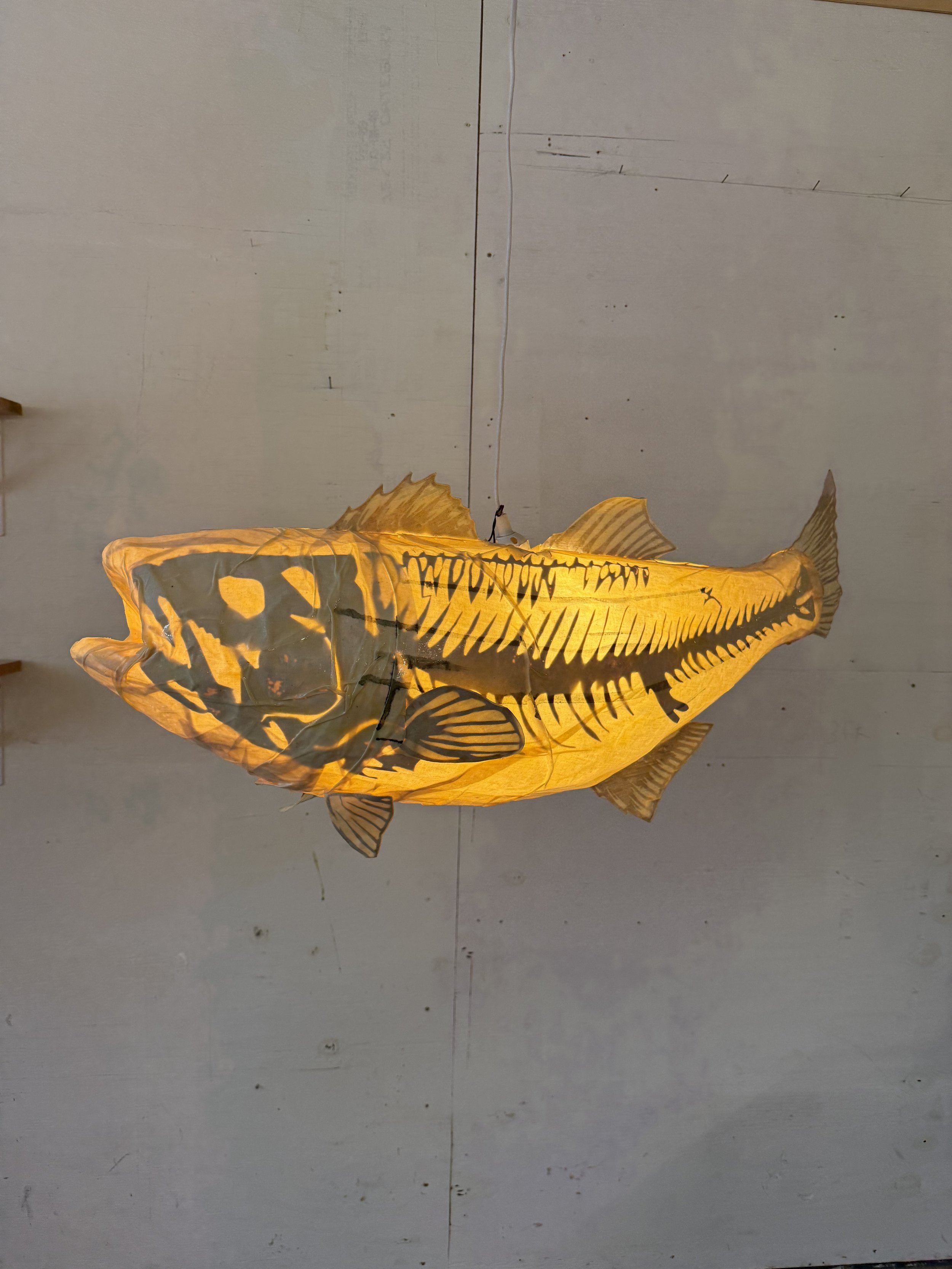 LOCAL PICKUP ONLY Striped Bass
