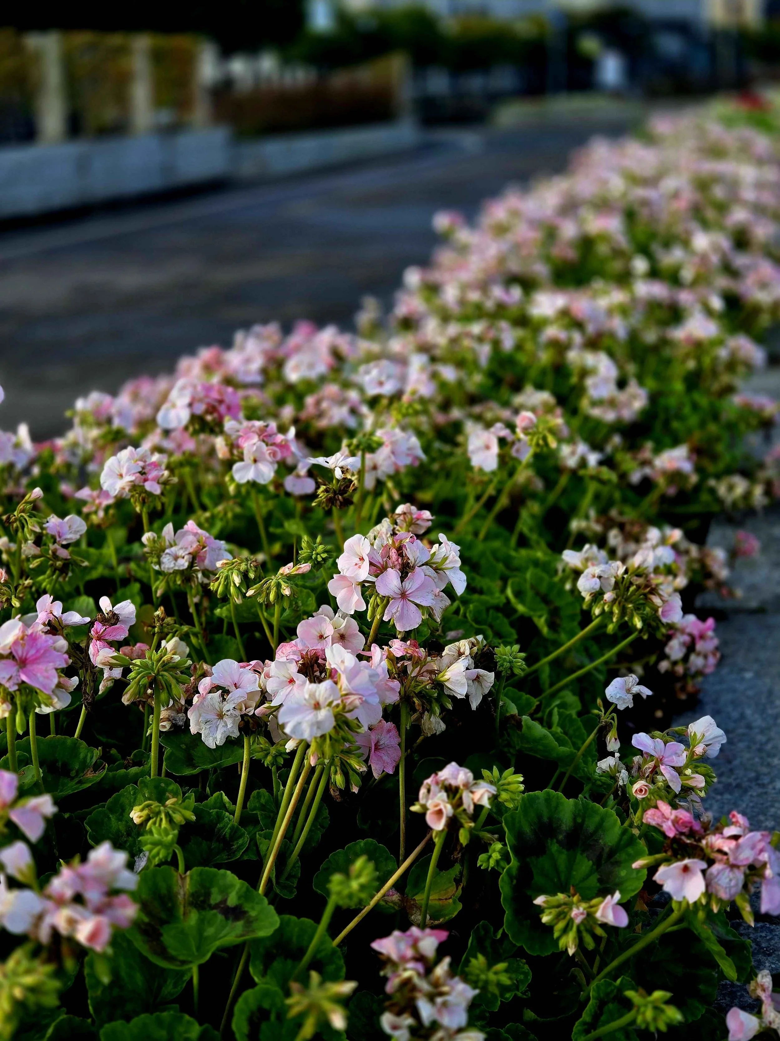 Pink and white flowers growing along a sidewalk with a road in the background.