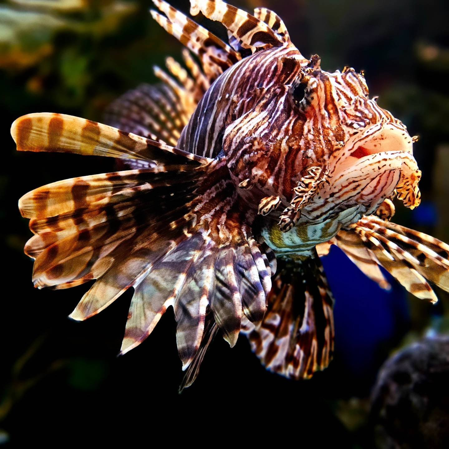 Close-up of a colorful lionfish, showcasing its striped fins and spiny body.
