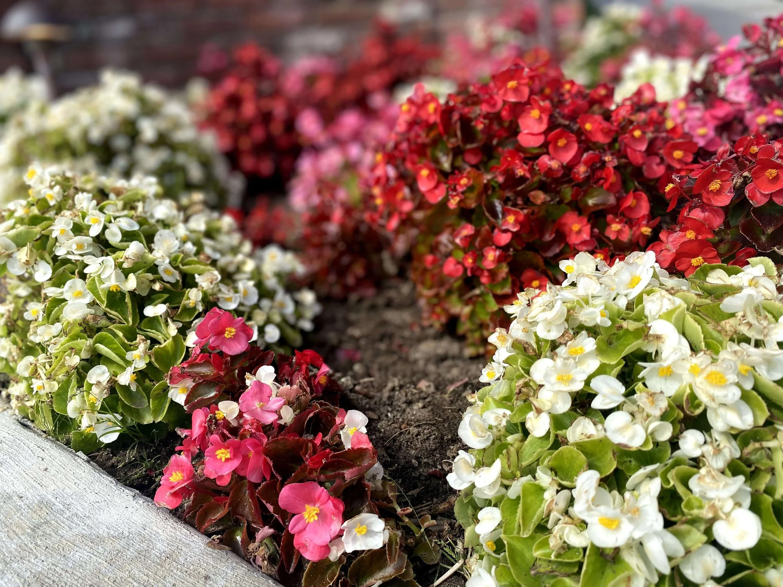 flowerrow.jpg