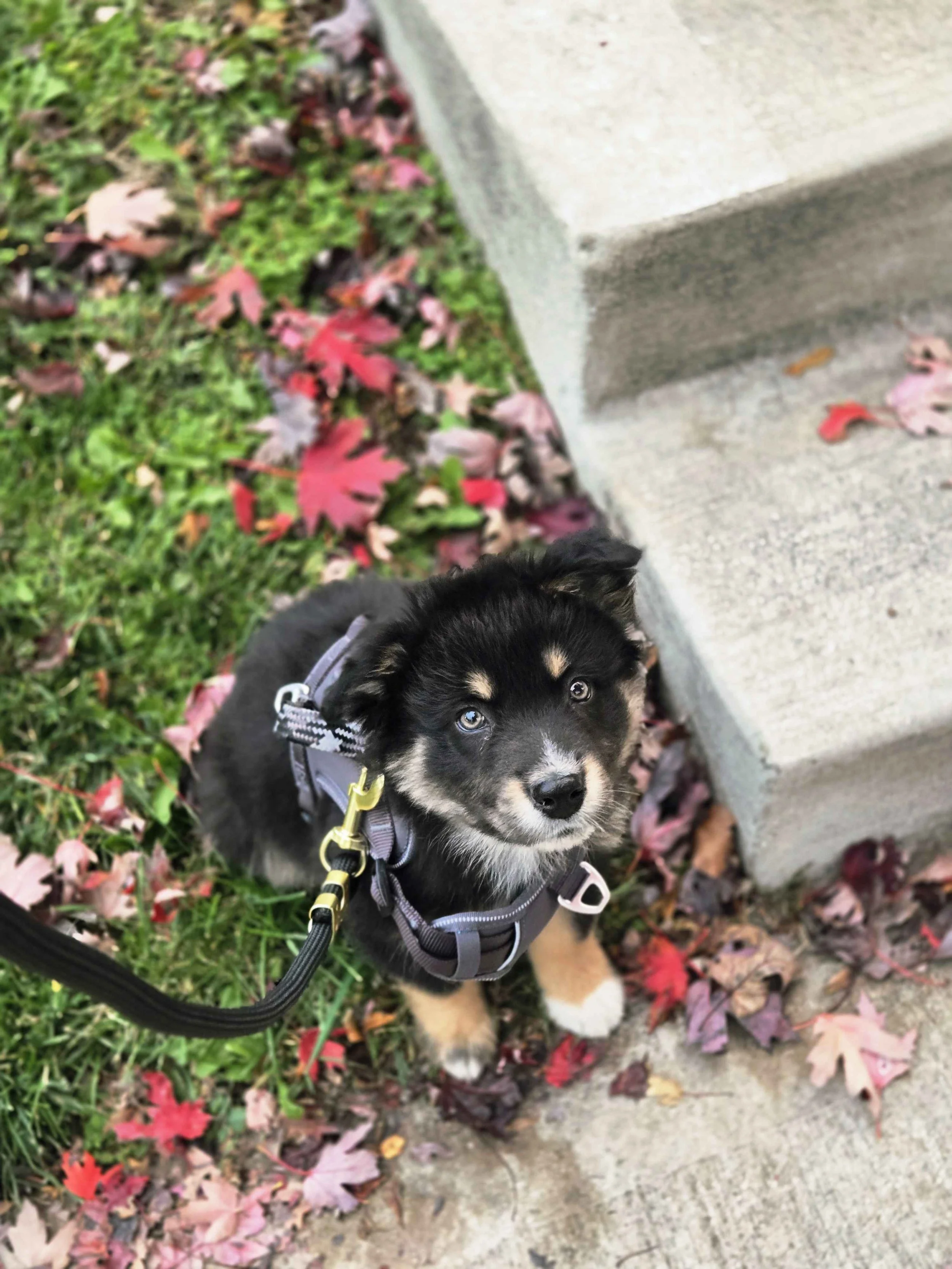 A cute black and tan puppy sitting on grass with fallen autumn leaves, looking up while beside a concrete staircase.