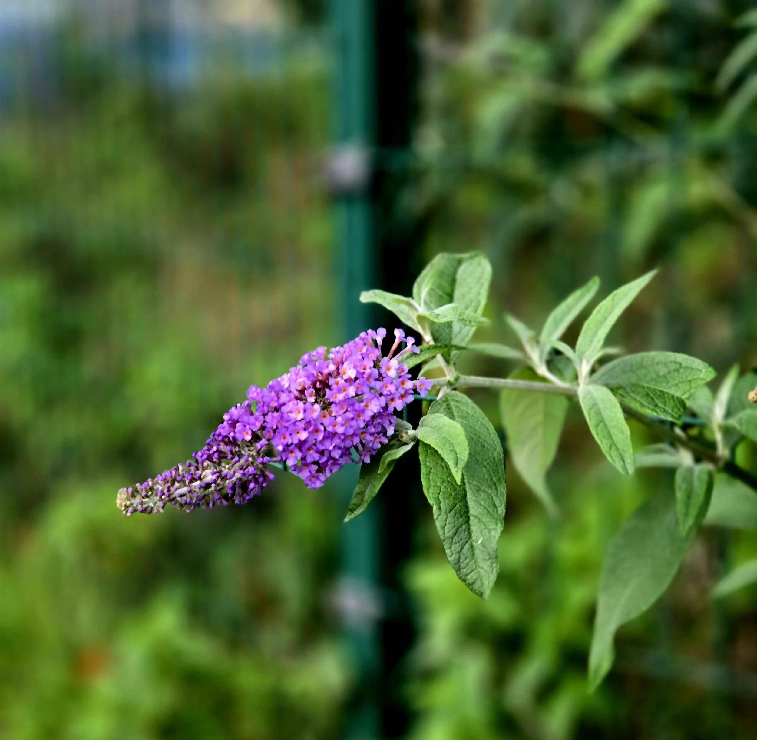 purflower.jpg
