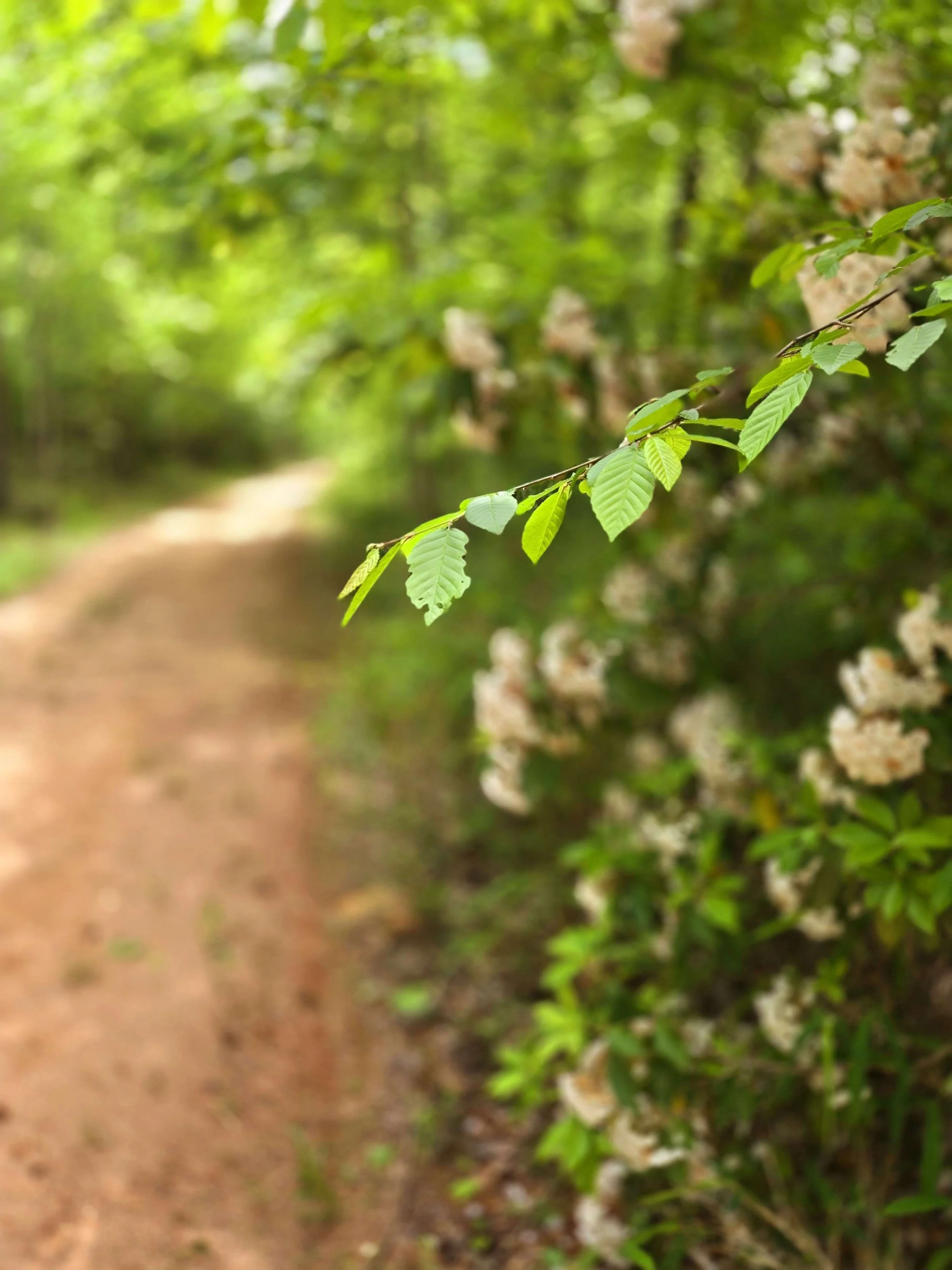 trailcloseup.jpg