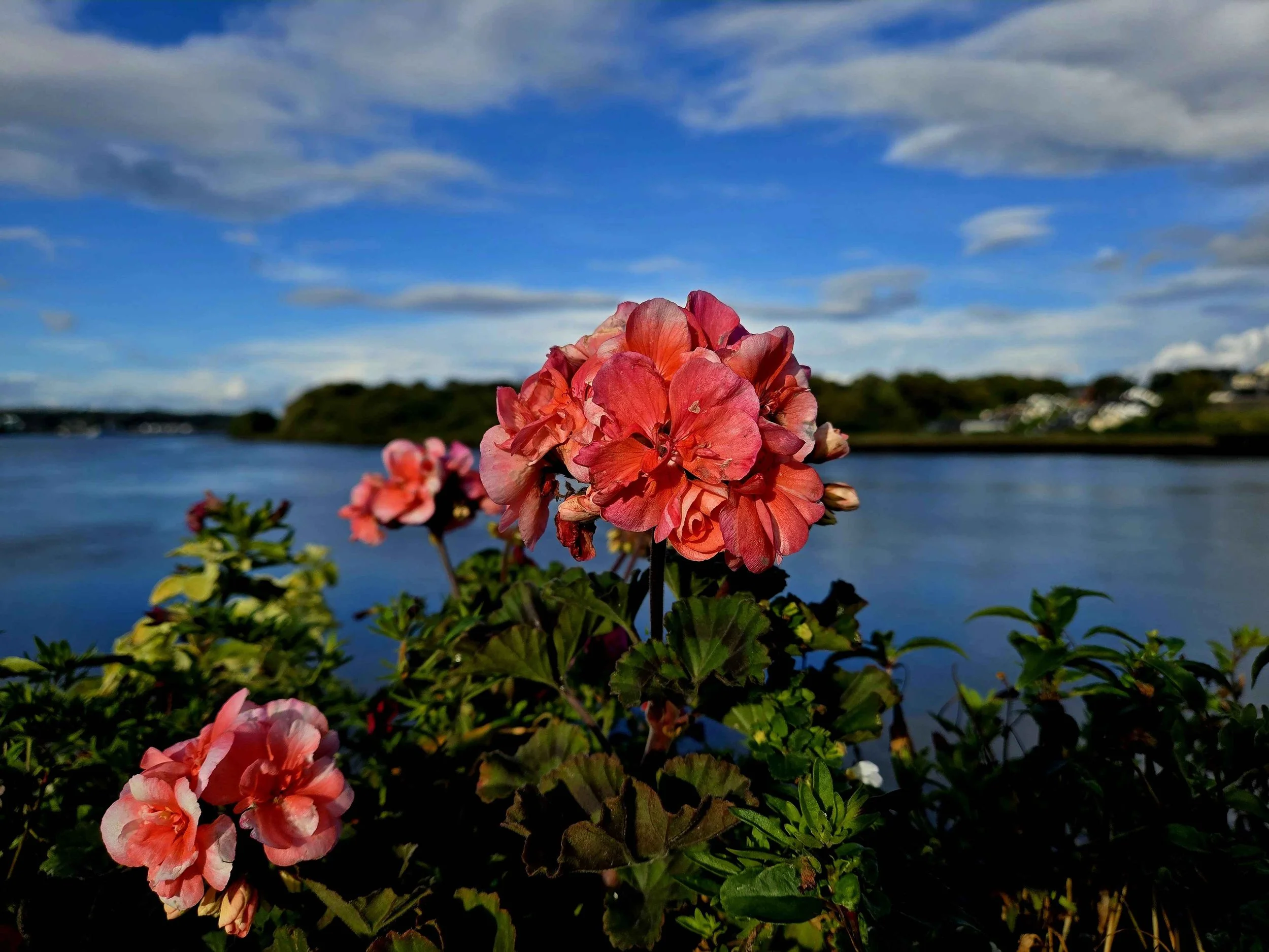 pinkflower.jpg