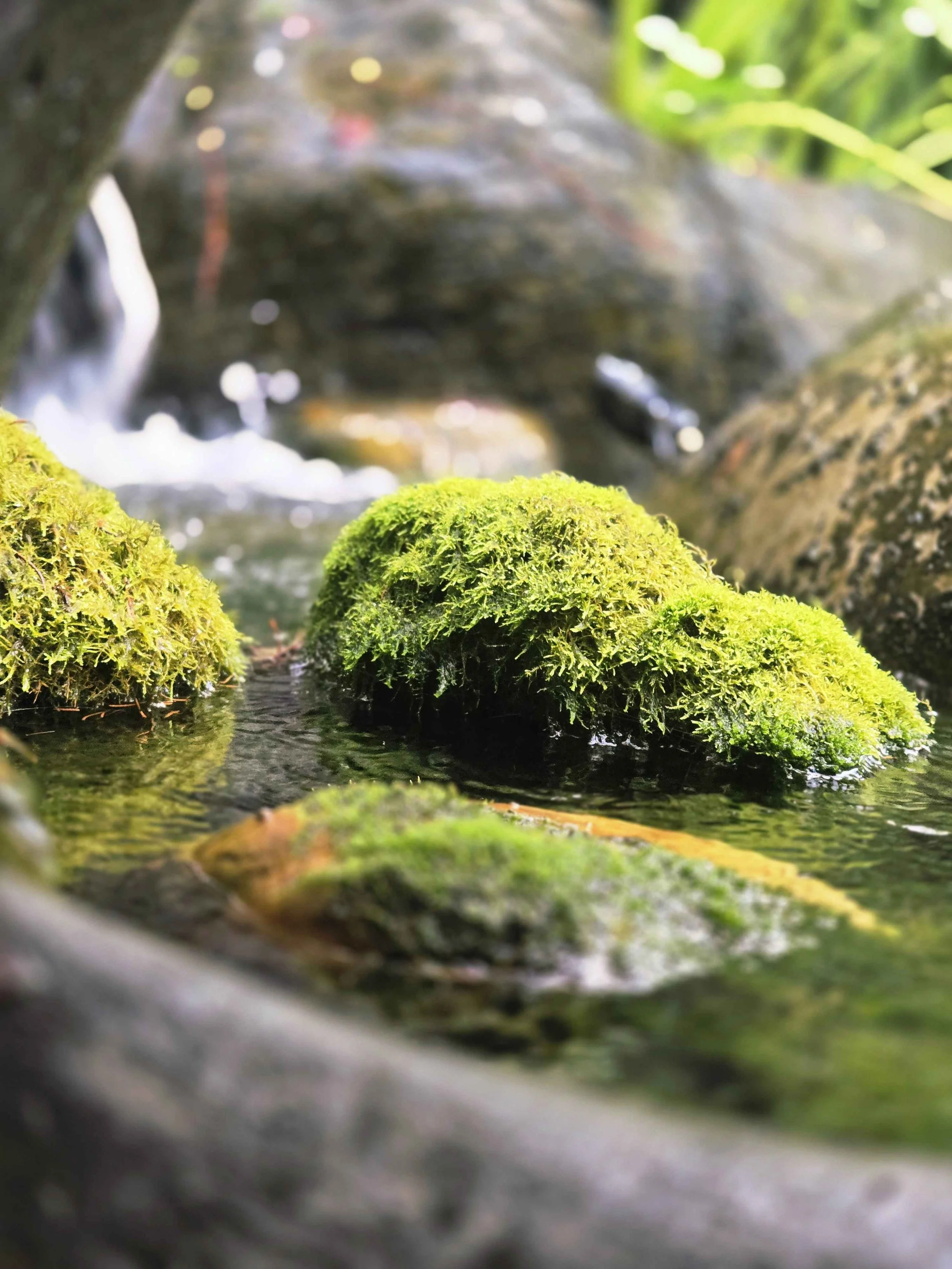Close-up view of moss-covered rocks in a small stream with flowing water and greenery in the background.