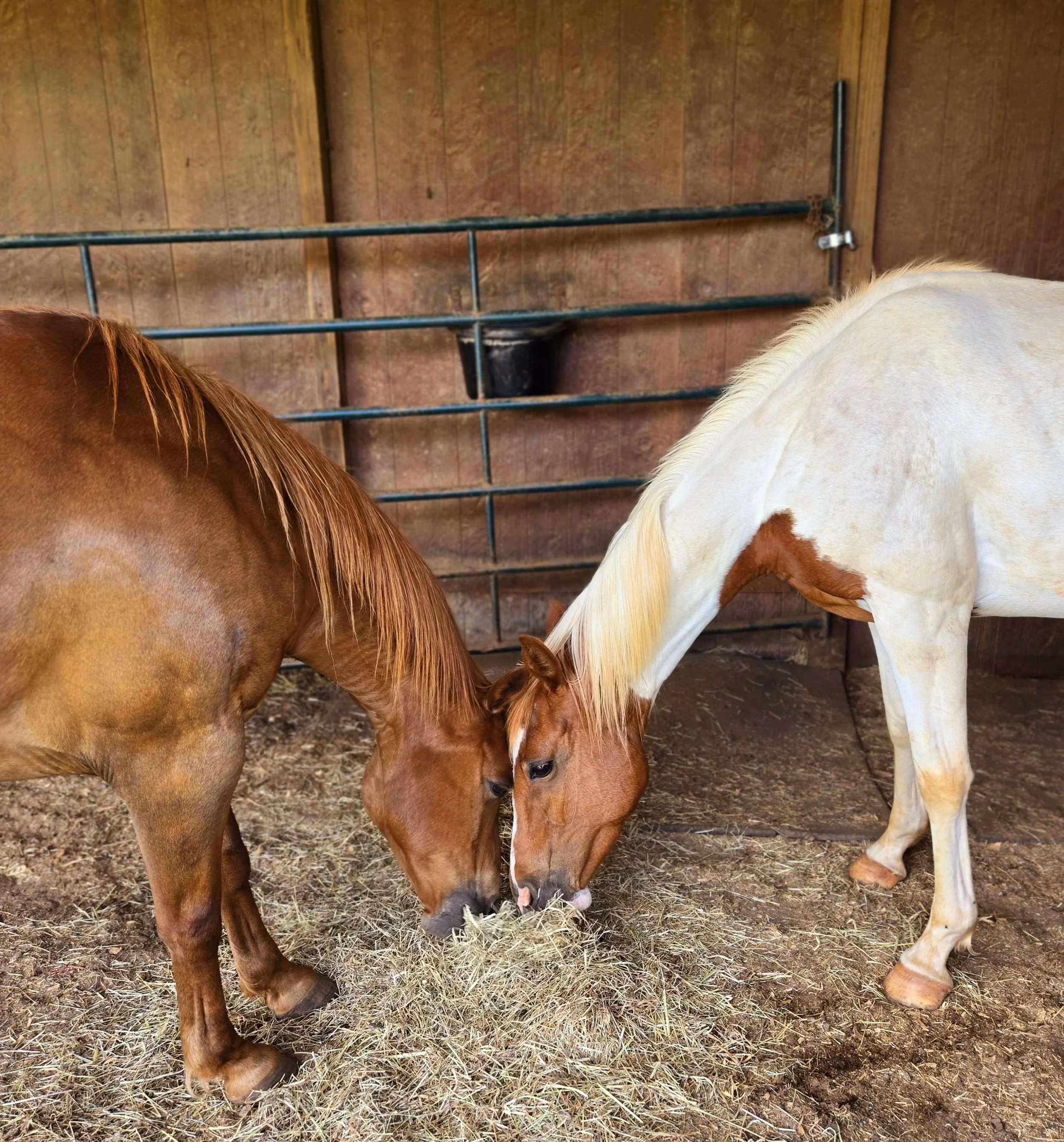 horseys.jpg