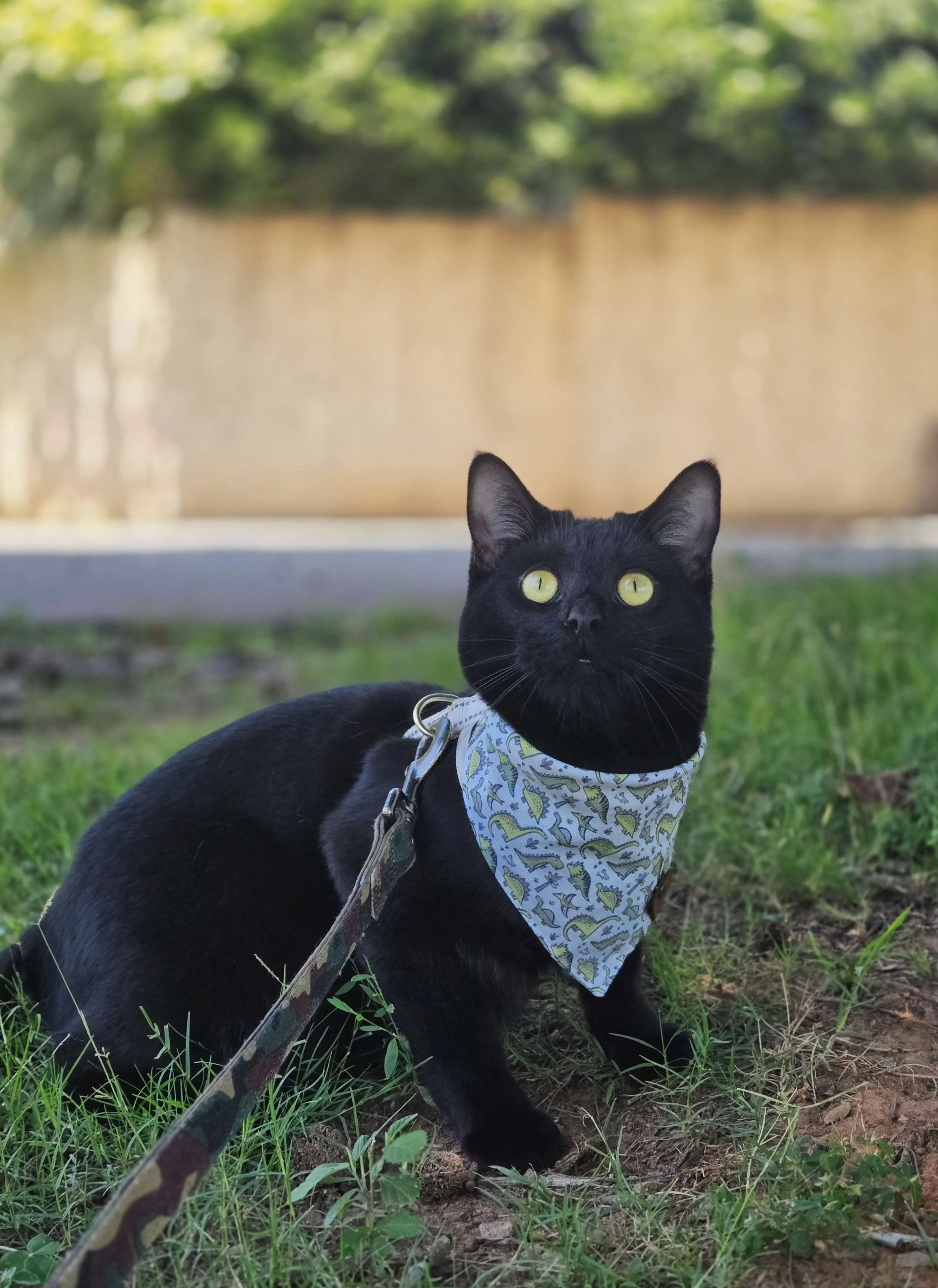A black cat with yellow eyes wears a dinosaur pattern bandana and is on a leash in a grassy yard.