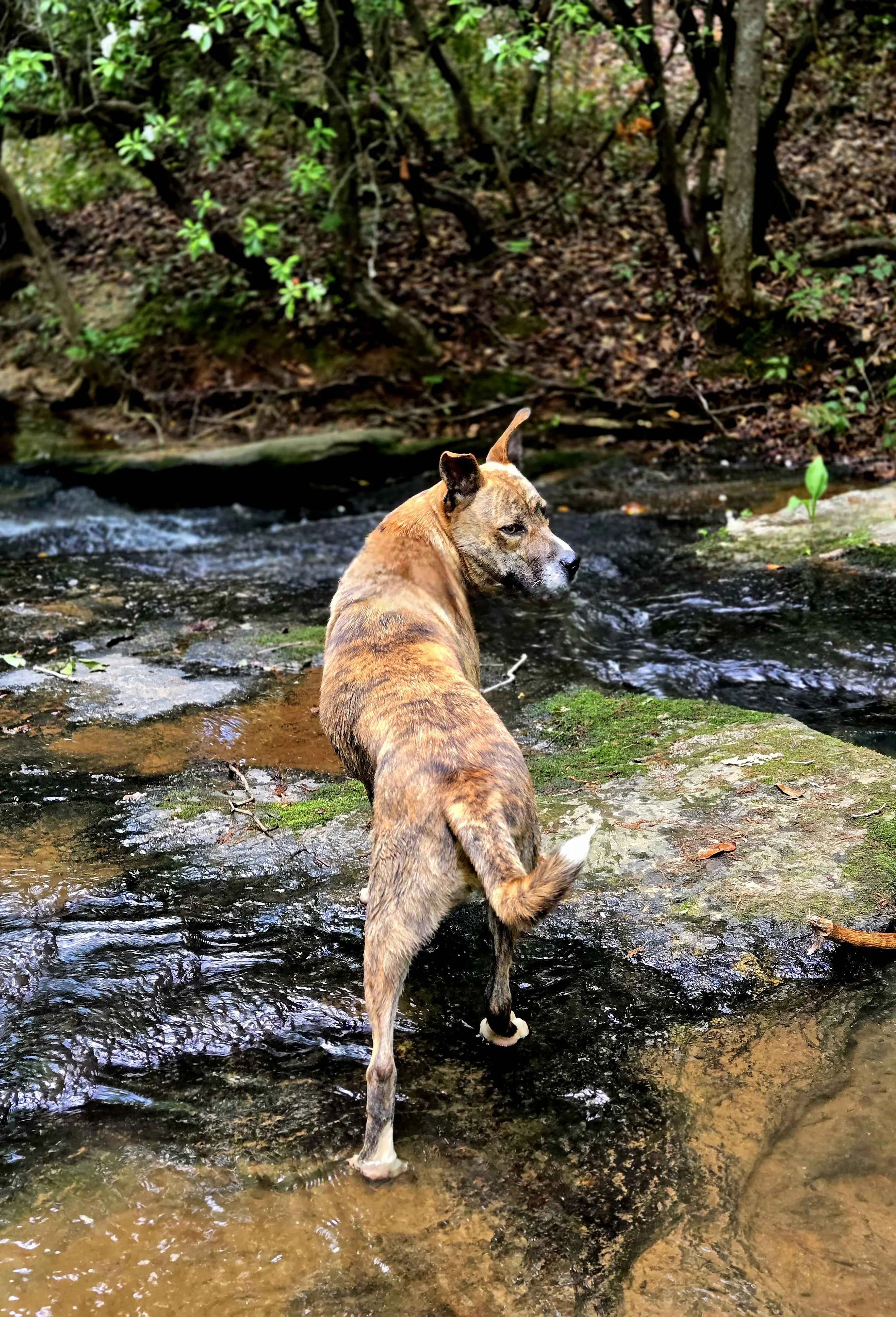 dog.jpg