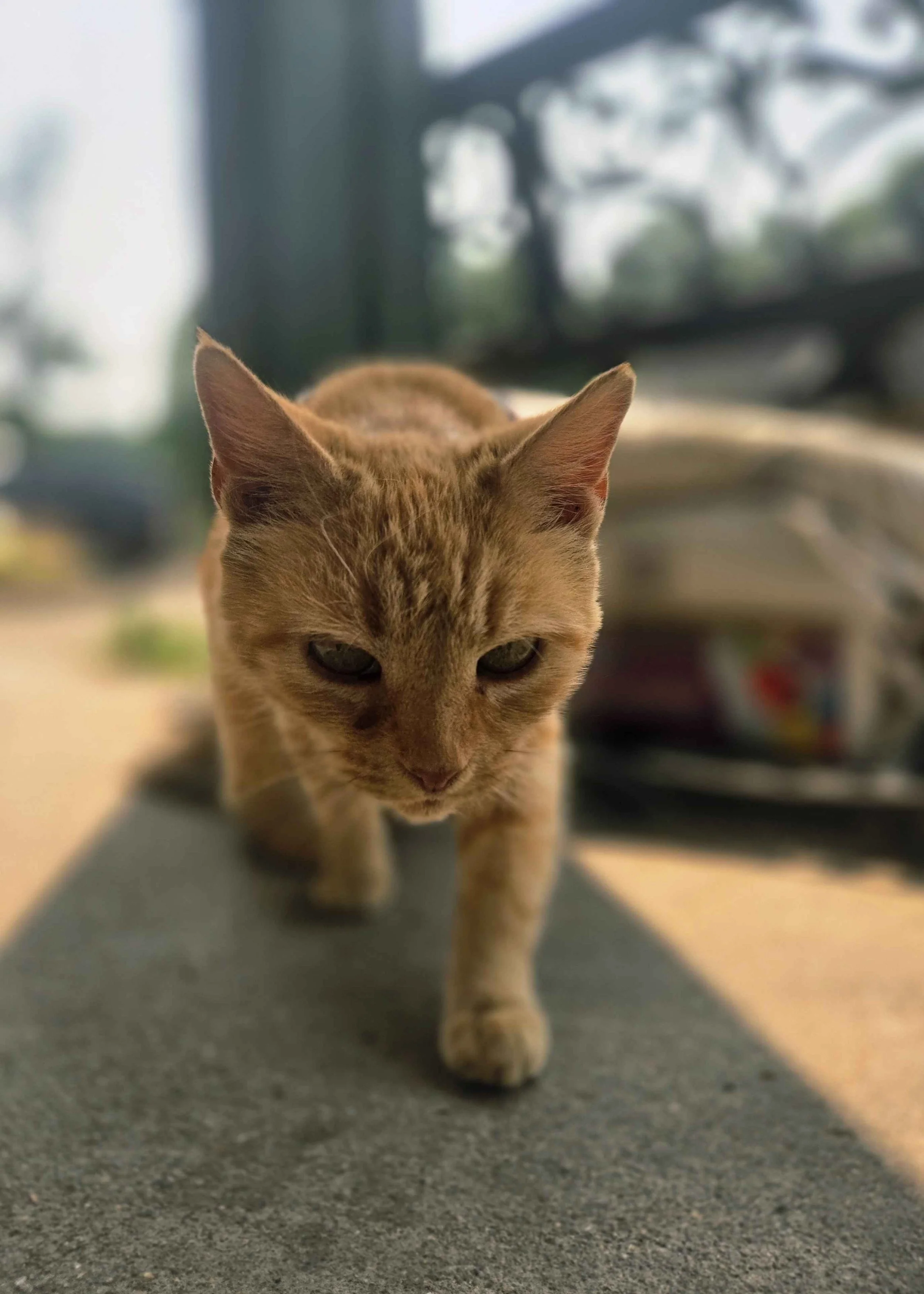 orange boi.jpg