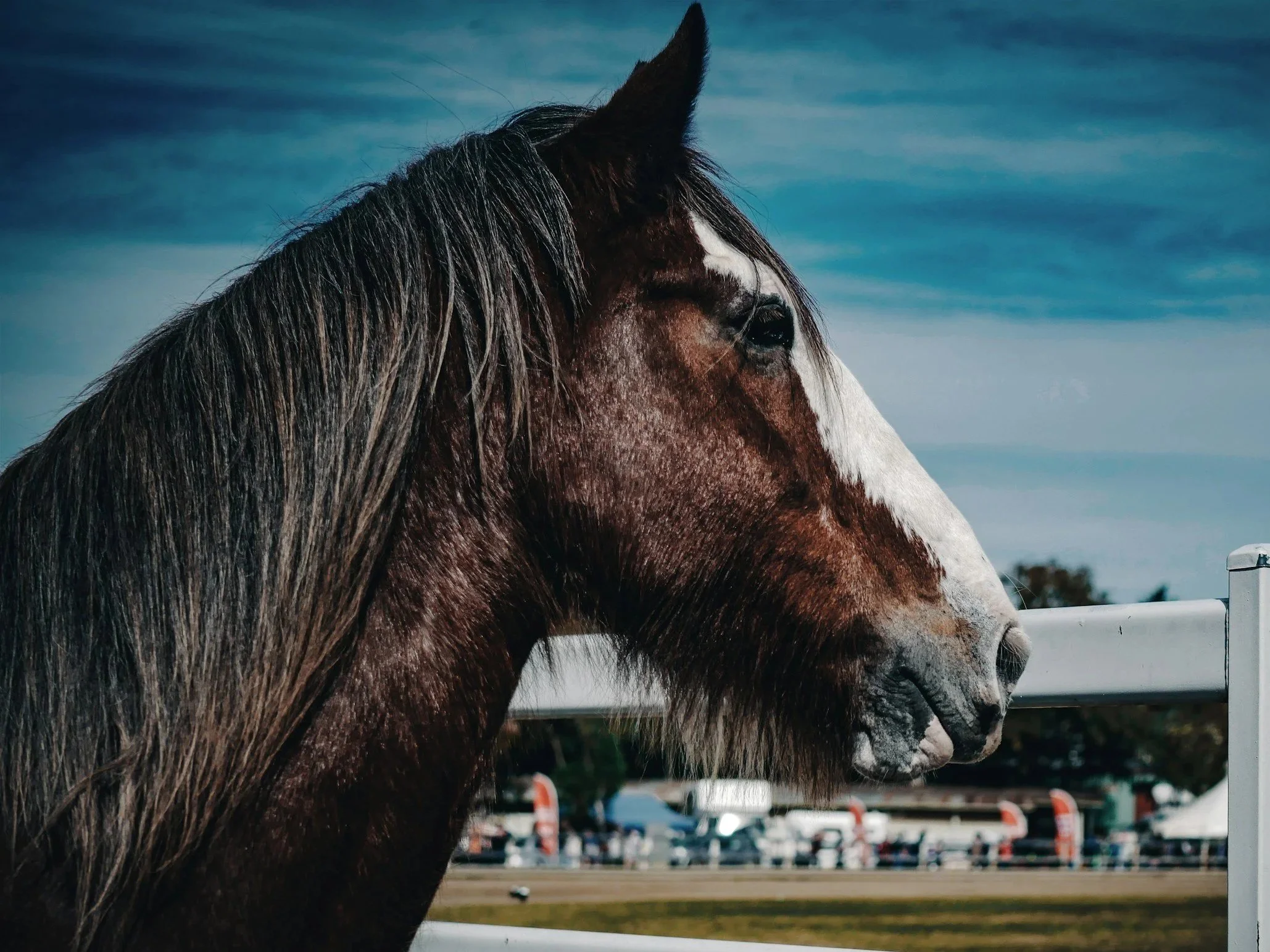Close-up side profile of a brown and white horse with a dark mane, standing near a white fence on a cloudy day.