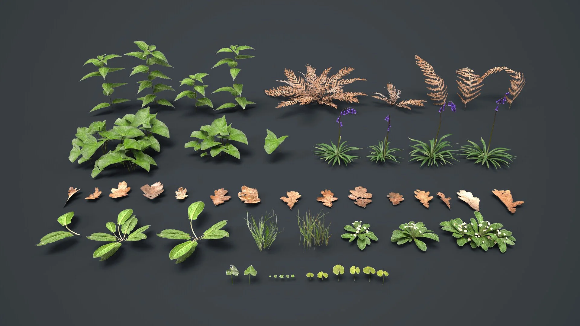 A collection of various plant leaves and foliage organized by size and type on a dark background.
