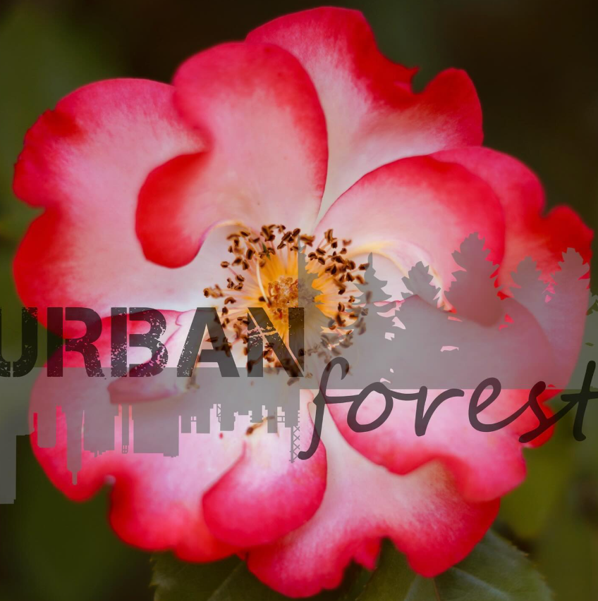 Pink Flower