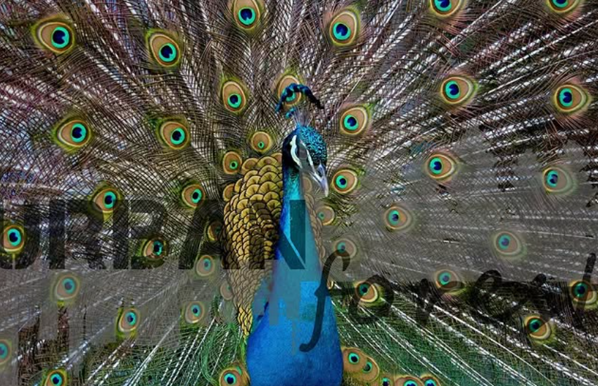 Peacock