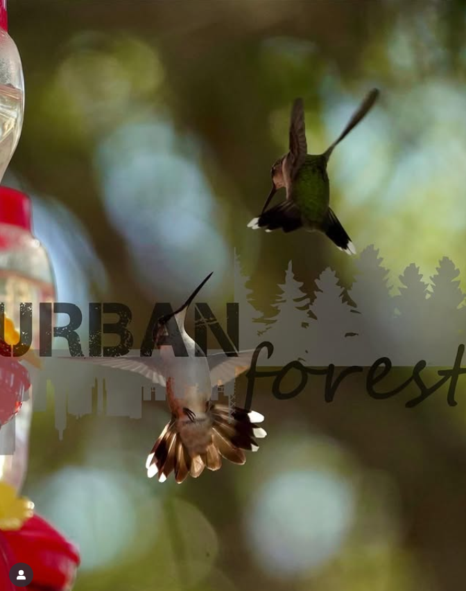 Dualing Hummingbirds