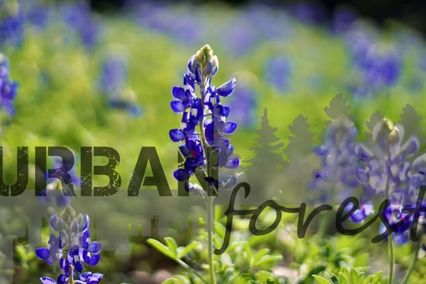Bluebonnets