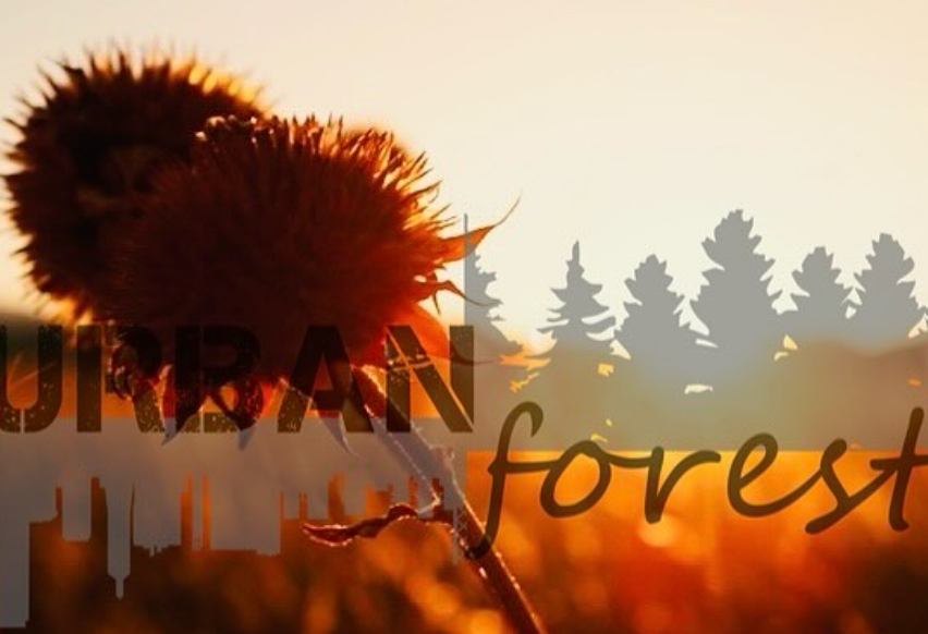 Fall Flower Sunset