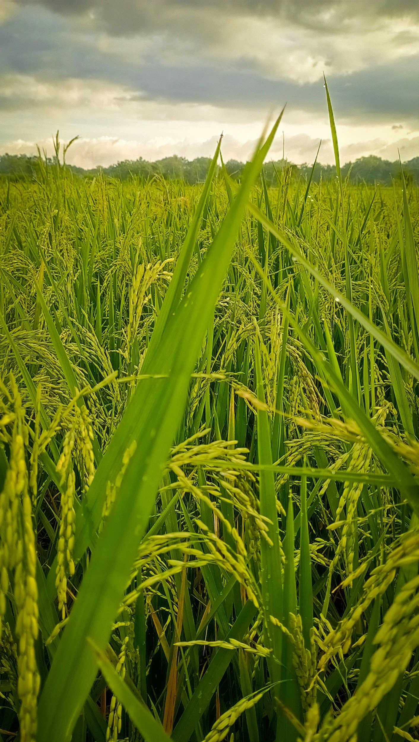 Cosecha de arroz Venezuela