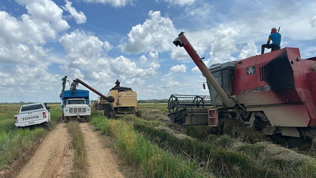 cosecha de arroz montearo
