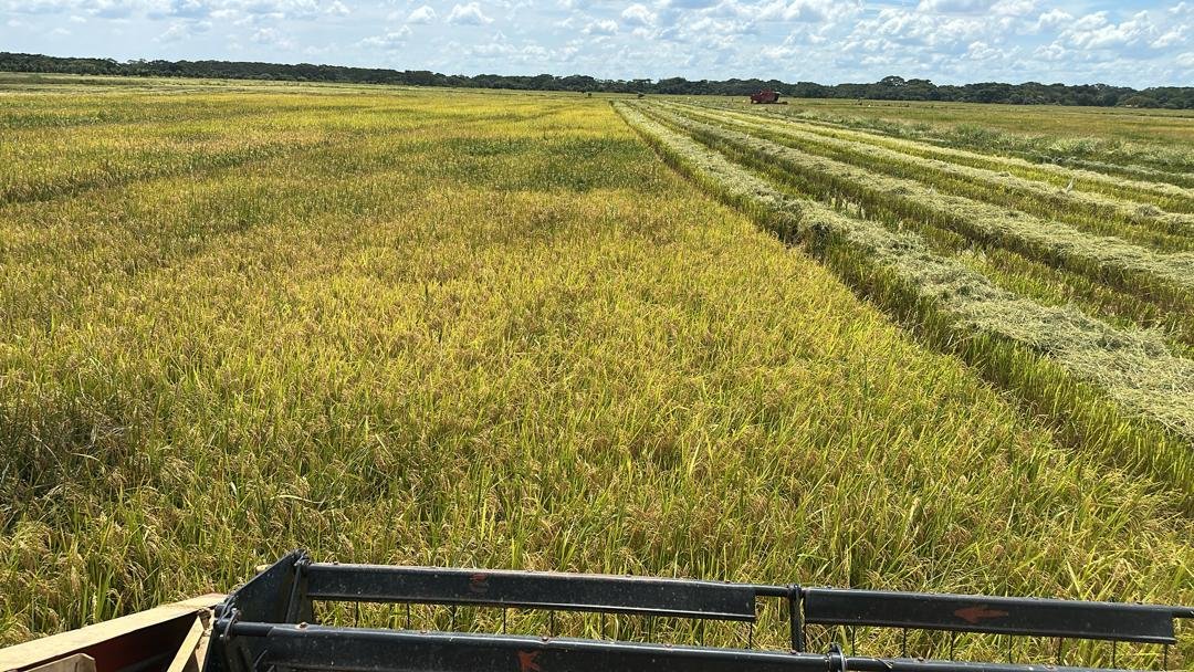 cosecha de arroz venezuela