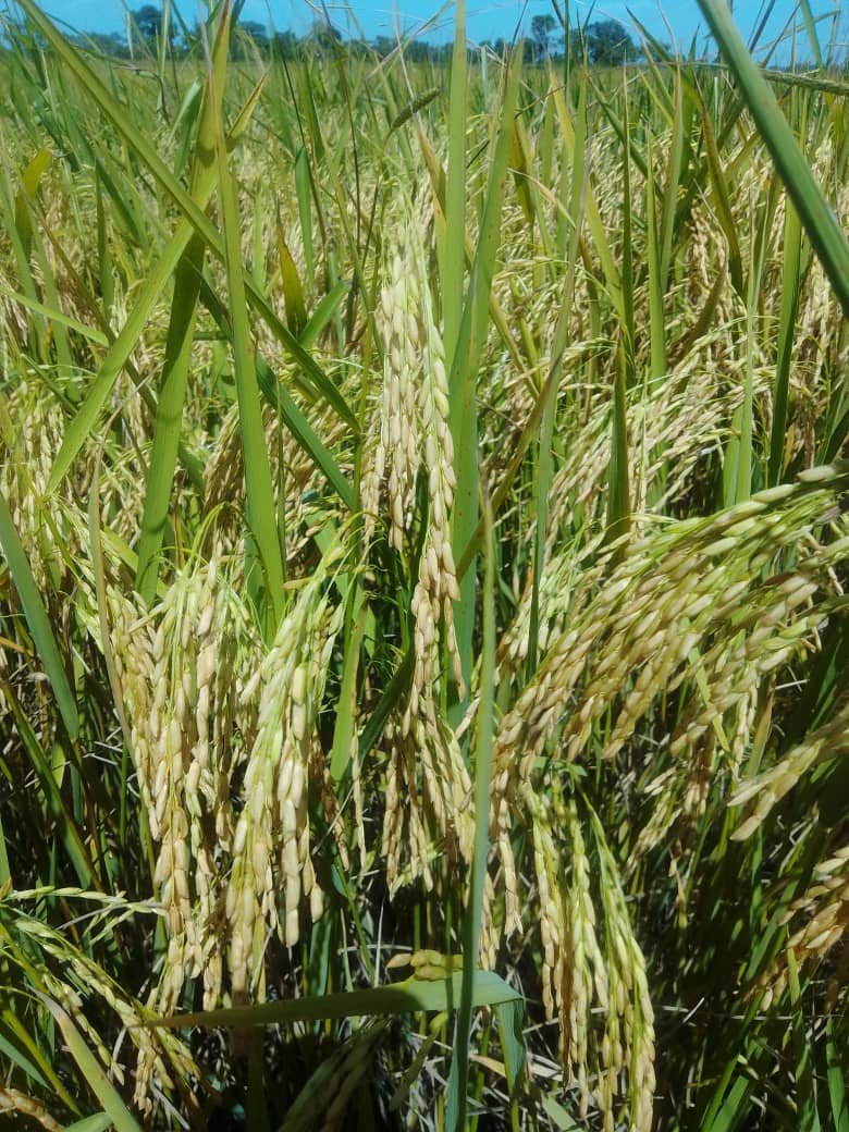 cosecha de arroz montearo