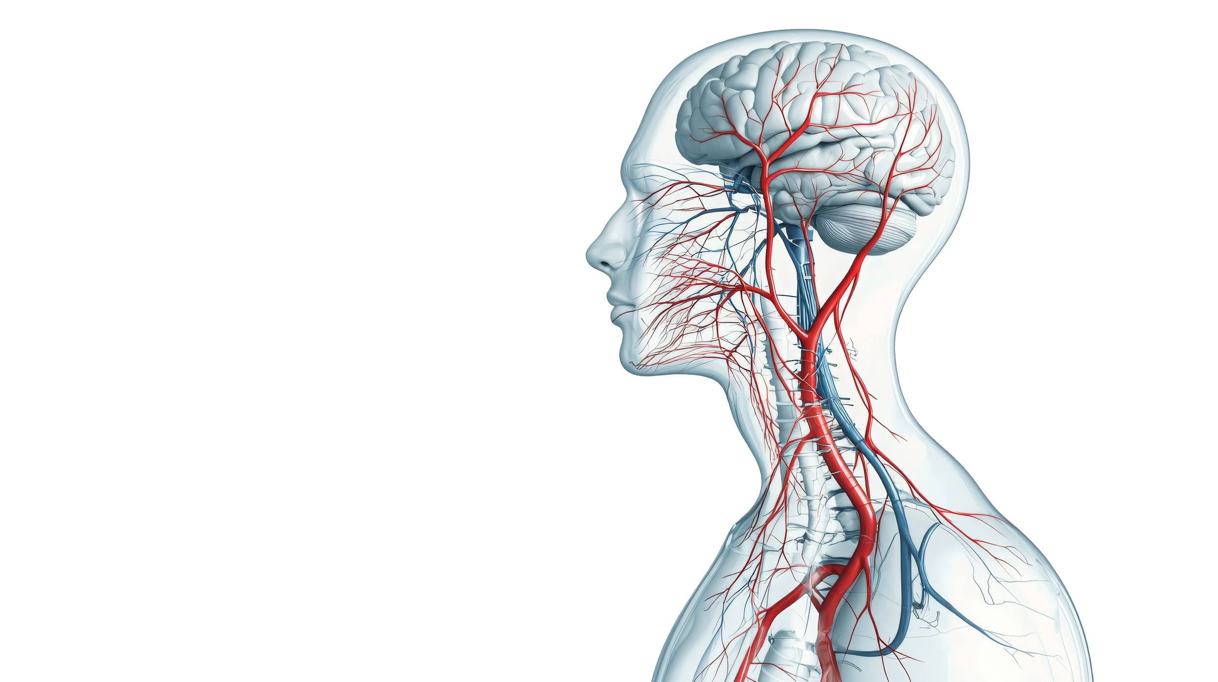 Detailed illustration of the human brain and nervous system highlighting neural pathways and blood flow, representing brain function and neuro-regulation.