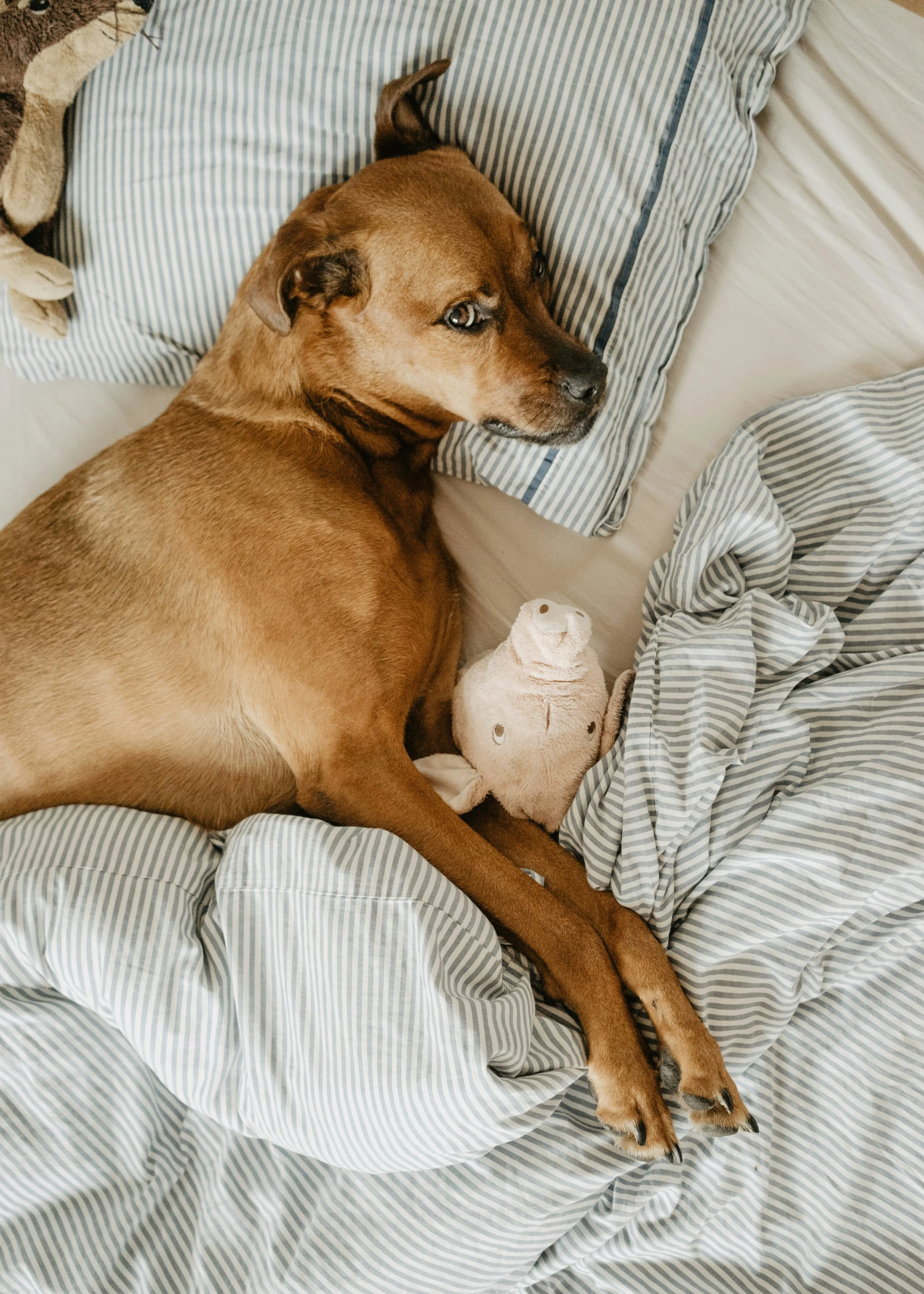 A brown dog lying on a bed among blue and white striped pillows and sheets, with a plush toy beside it.