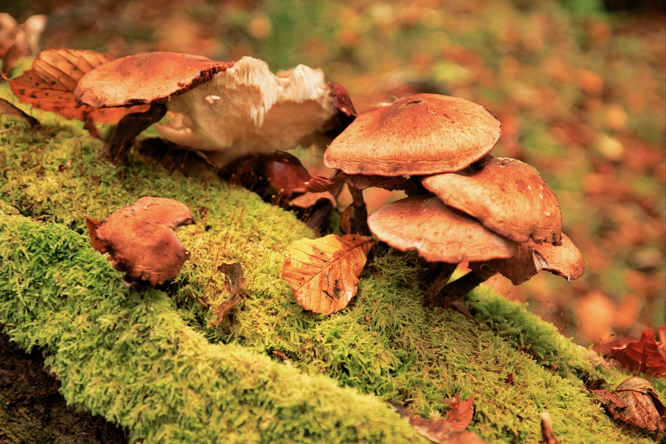 Glen Helen Mushrooms