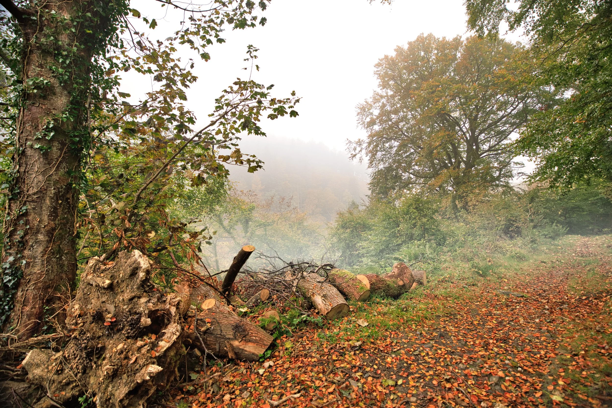 Glen Helen in the mist
