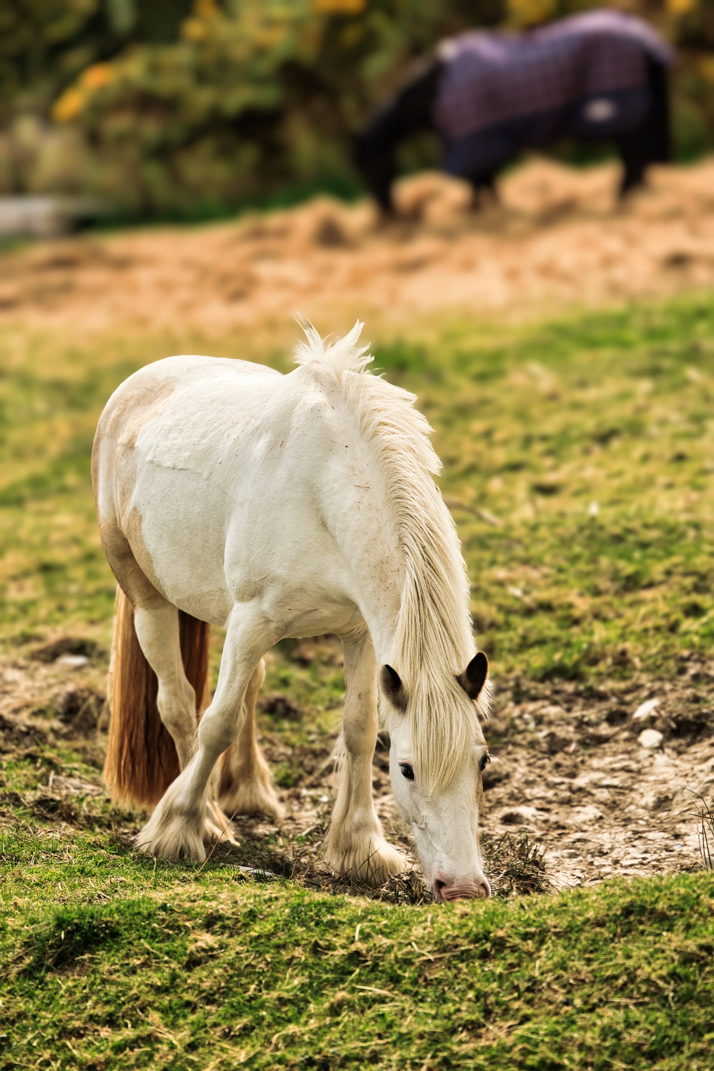 White Horse