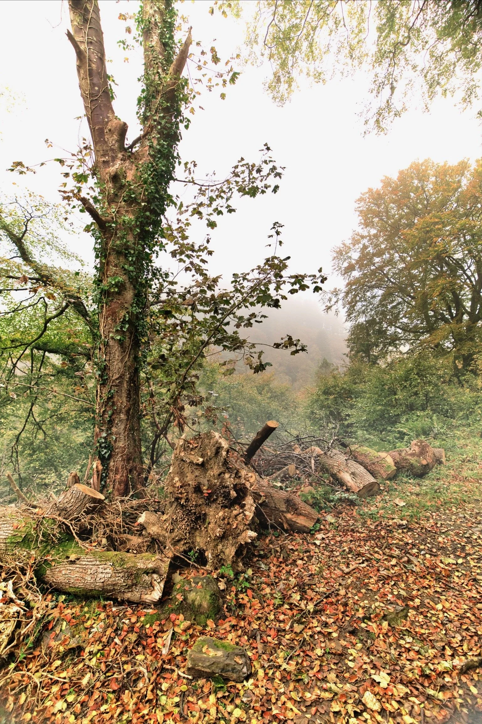 A fallen tree and logs on a forest floor surrounded by trees with green and autumn-colored leaves, with fog in the background.