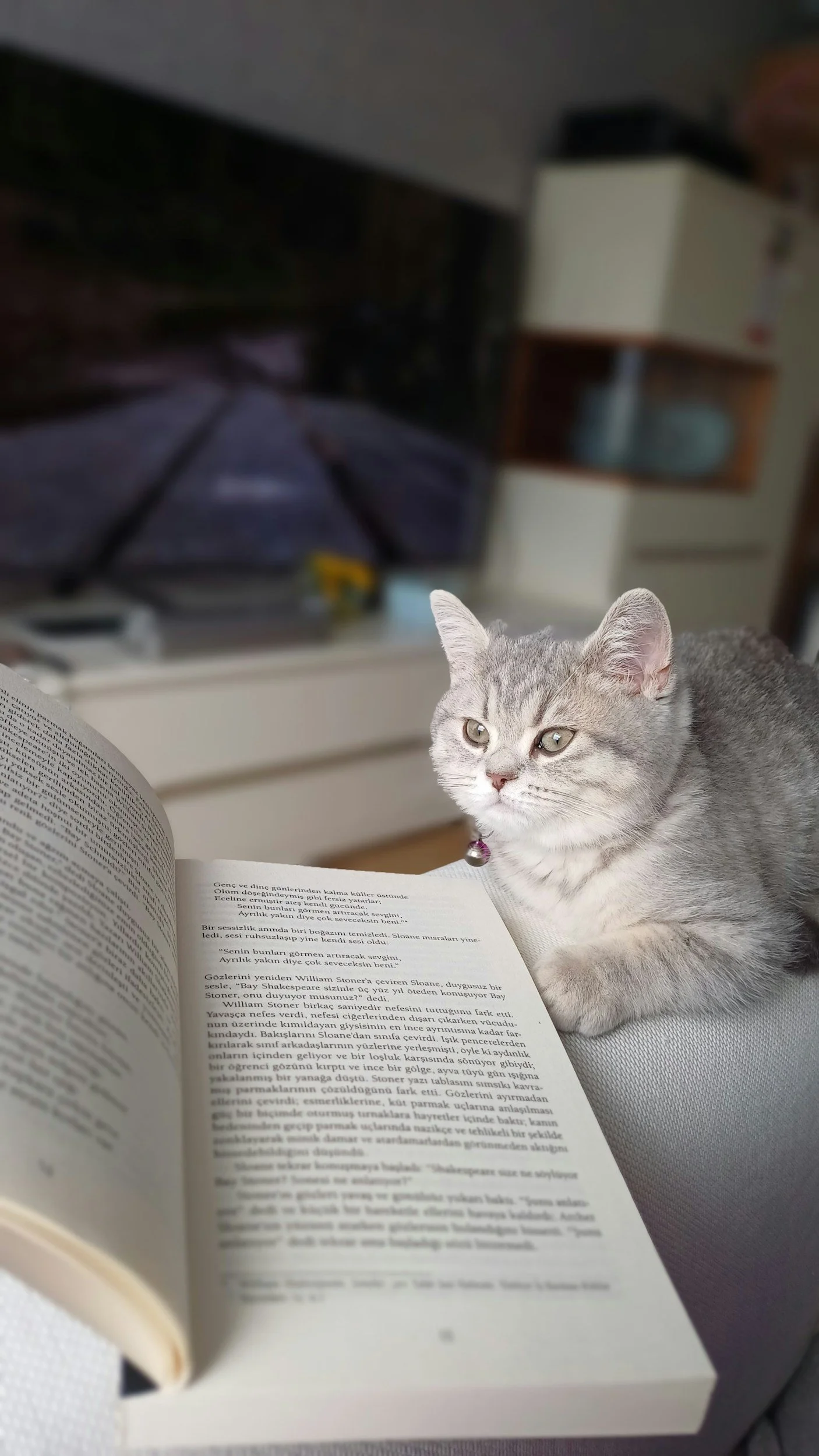 Fluffy gray cat sitting next to an open book