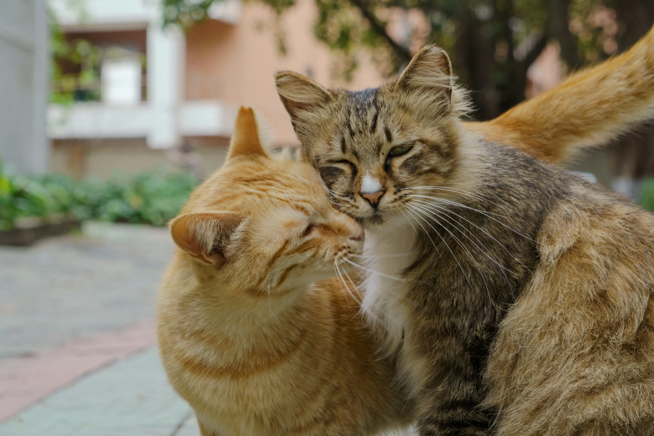 Two cats, one orange and one brown and black rubbing their cheeks together in a show of affection