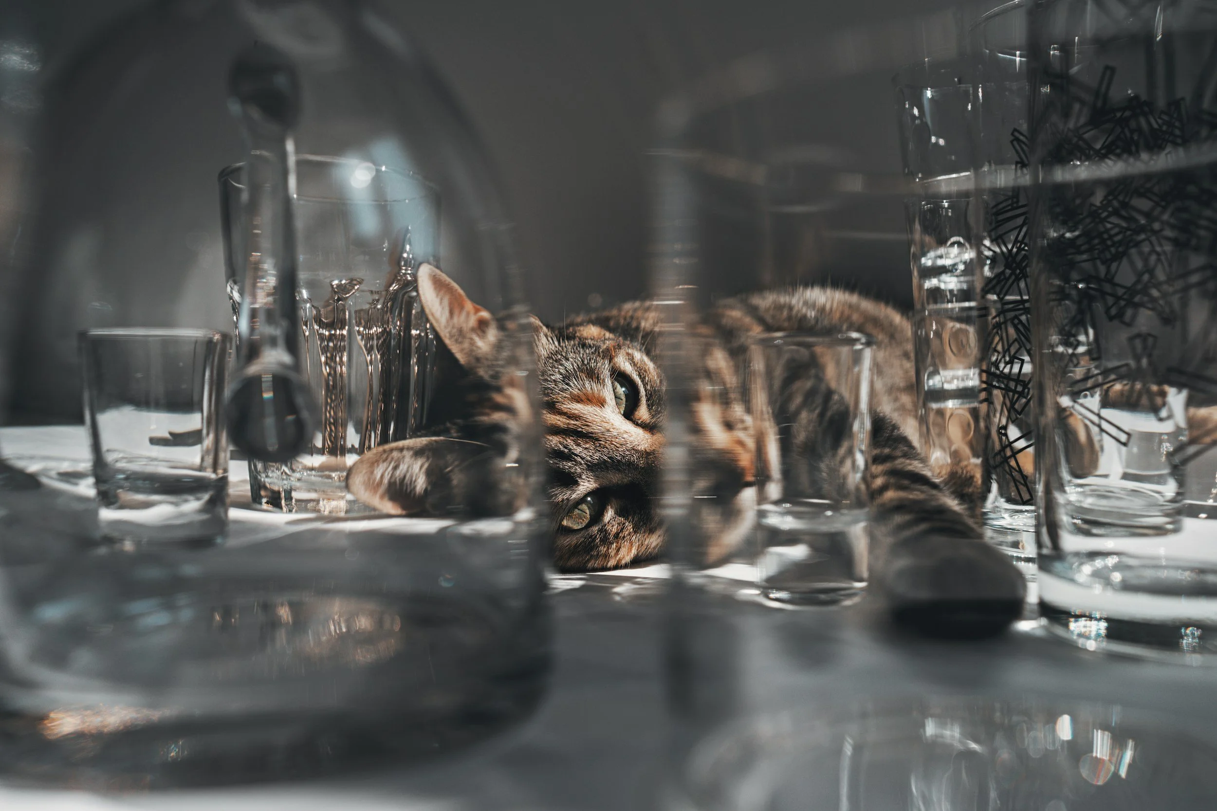 A brown and black tabby cat laying on a table with beekers and other scientific instruments around