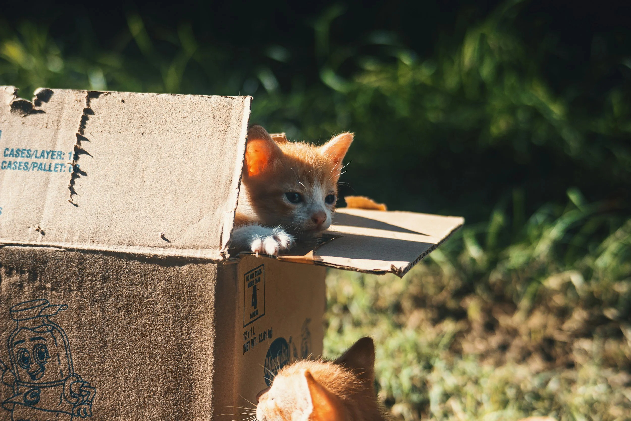Two cats.  One is inside a box peeking out. The other is outside the box looking at the first cat. Both cats are orange and white.