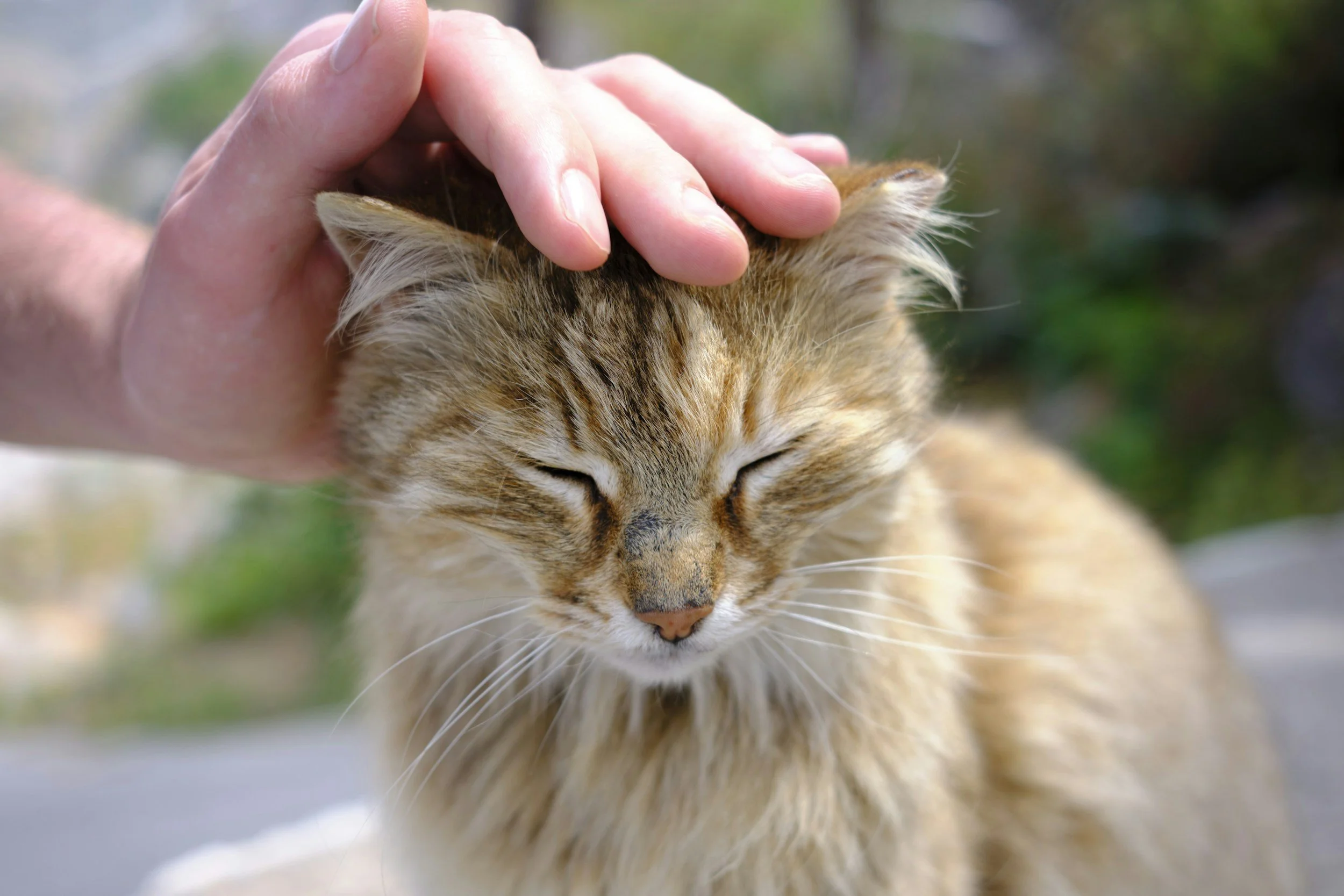 A small orange cat with a hand gently petting his head