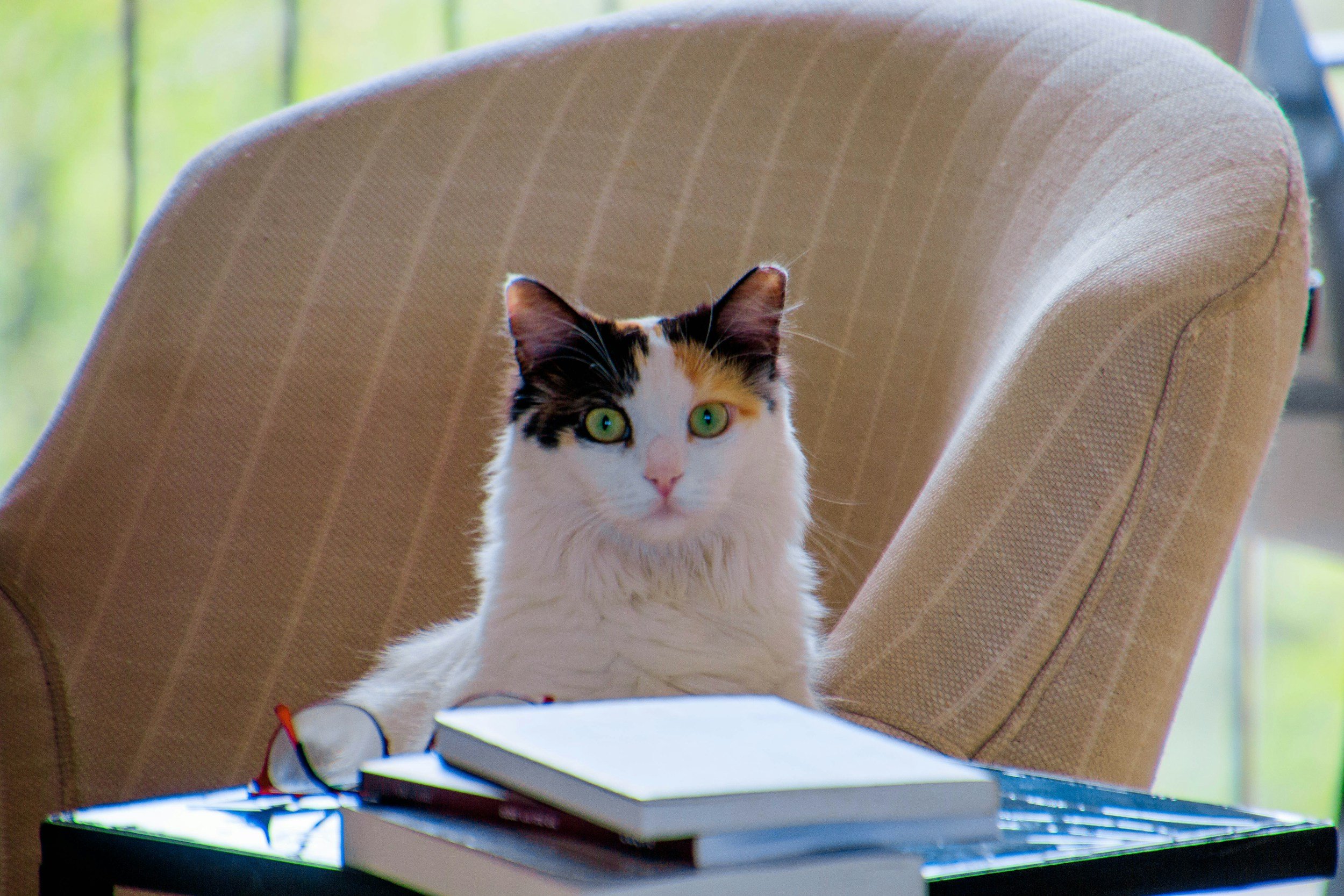 Calico cat sitting in a chair with a table with books on it.