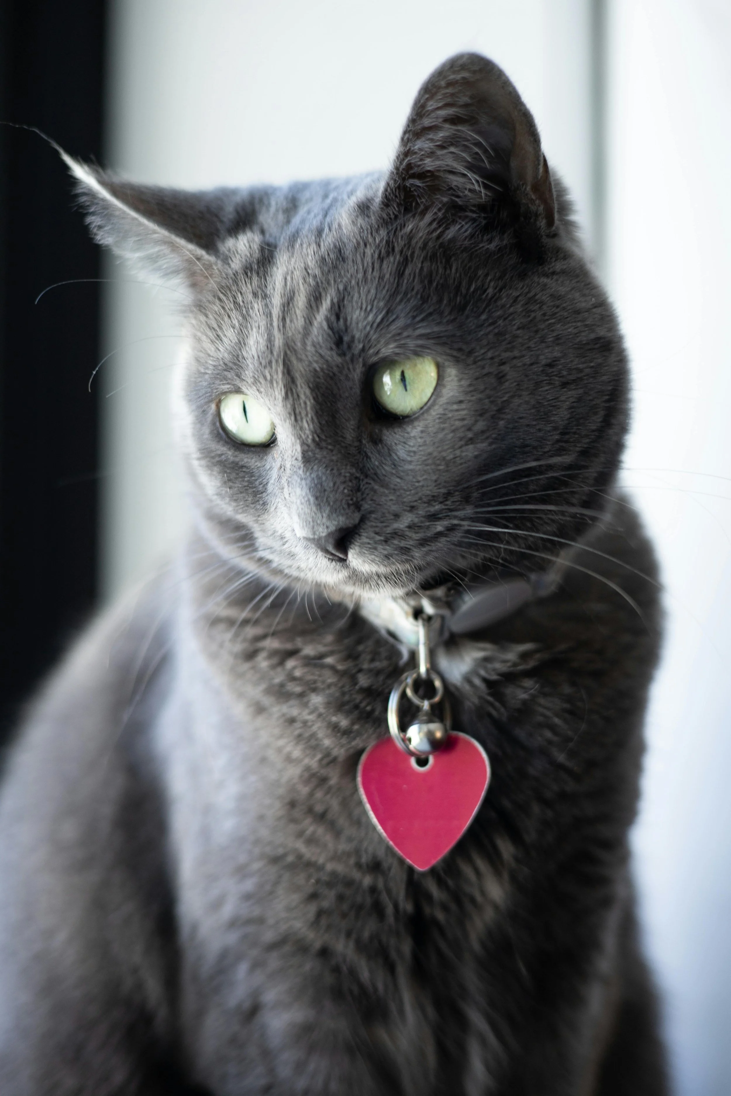 What is Feline Hypertrophic Cardiomyopathy (HCM)?