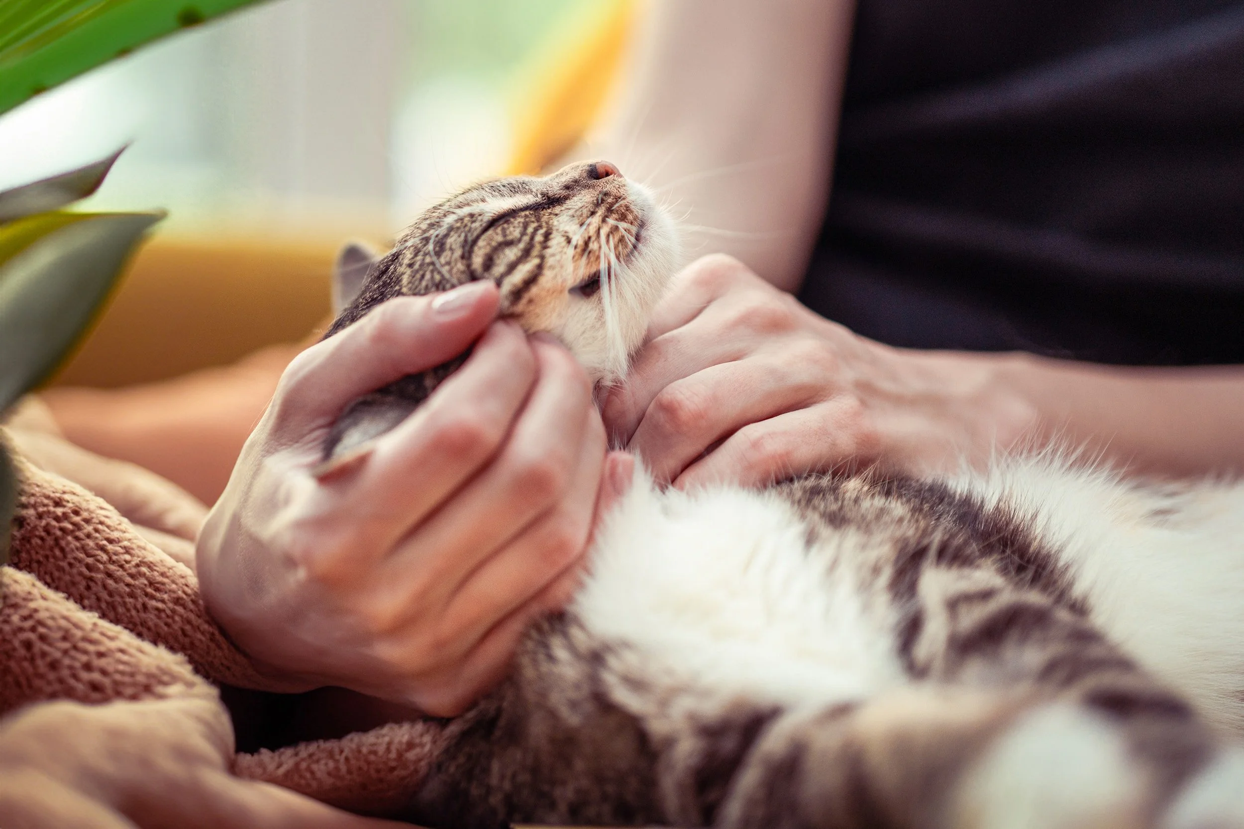 New Hope for Cats with HCM