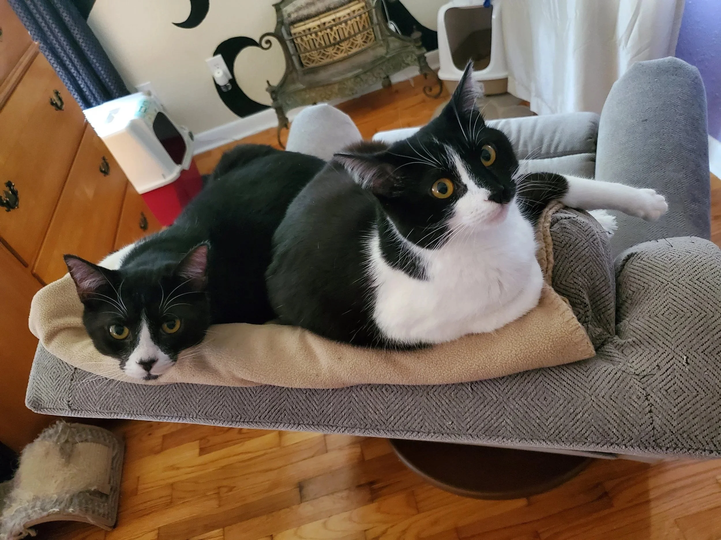 Samwise (left) and Merry (right)