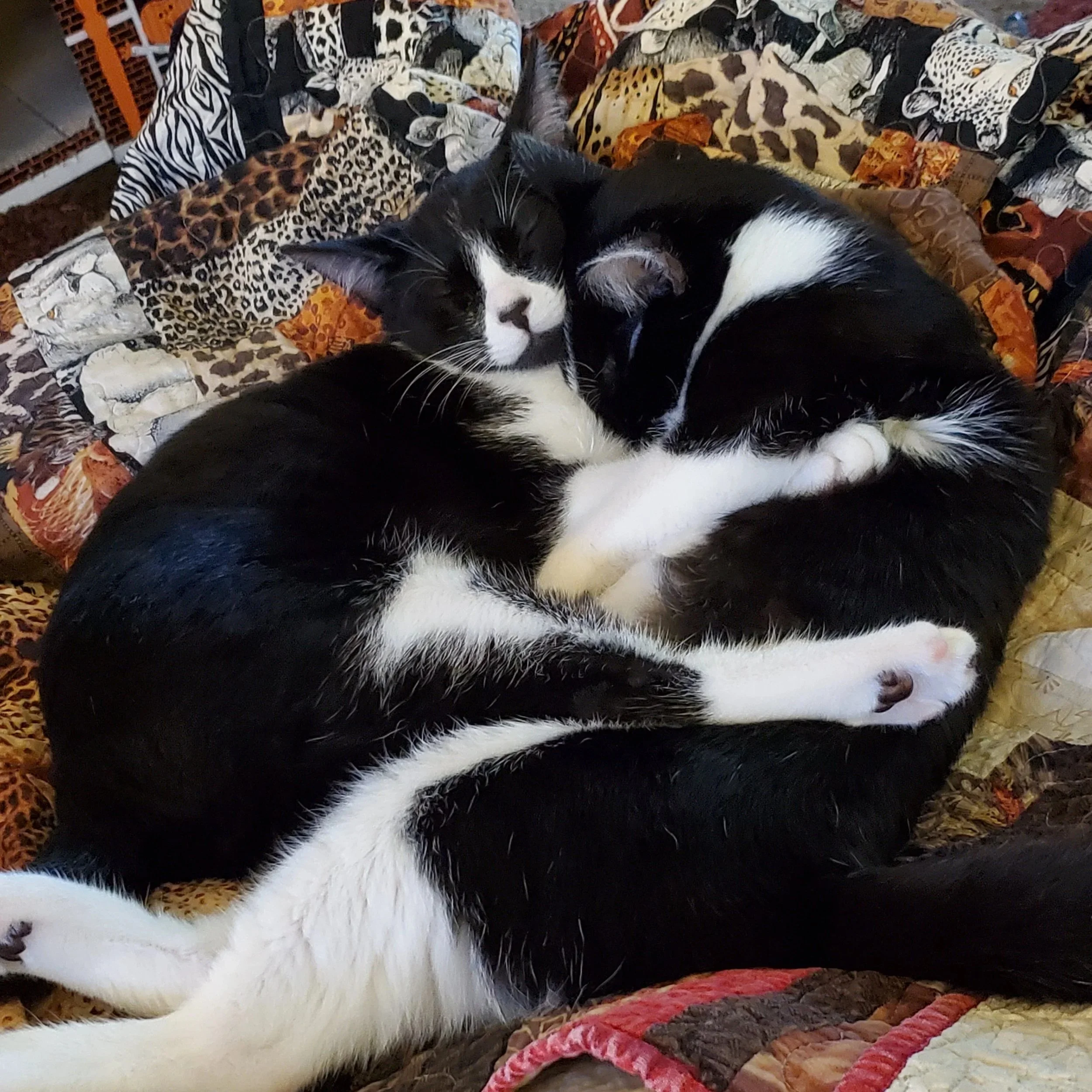 Samwise (left) and Merry (right)